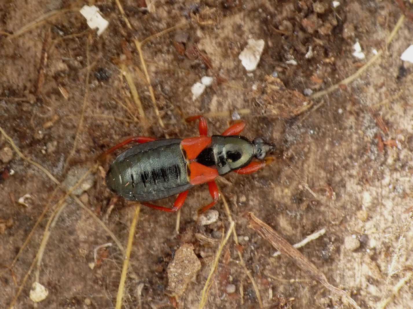Nabidae: Prostemma guttula sotto una pietra a Roma